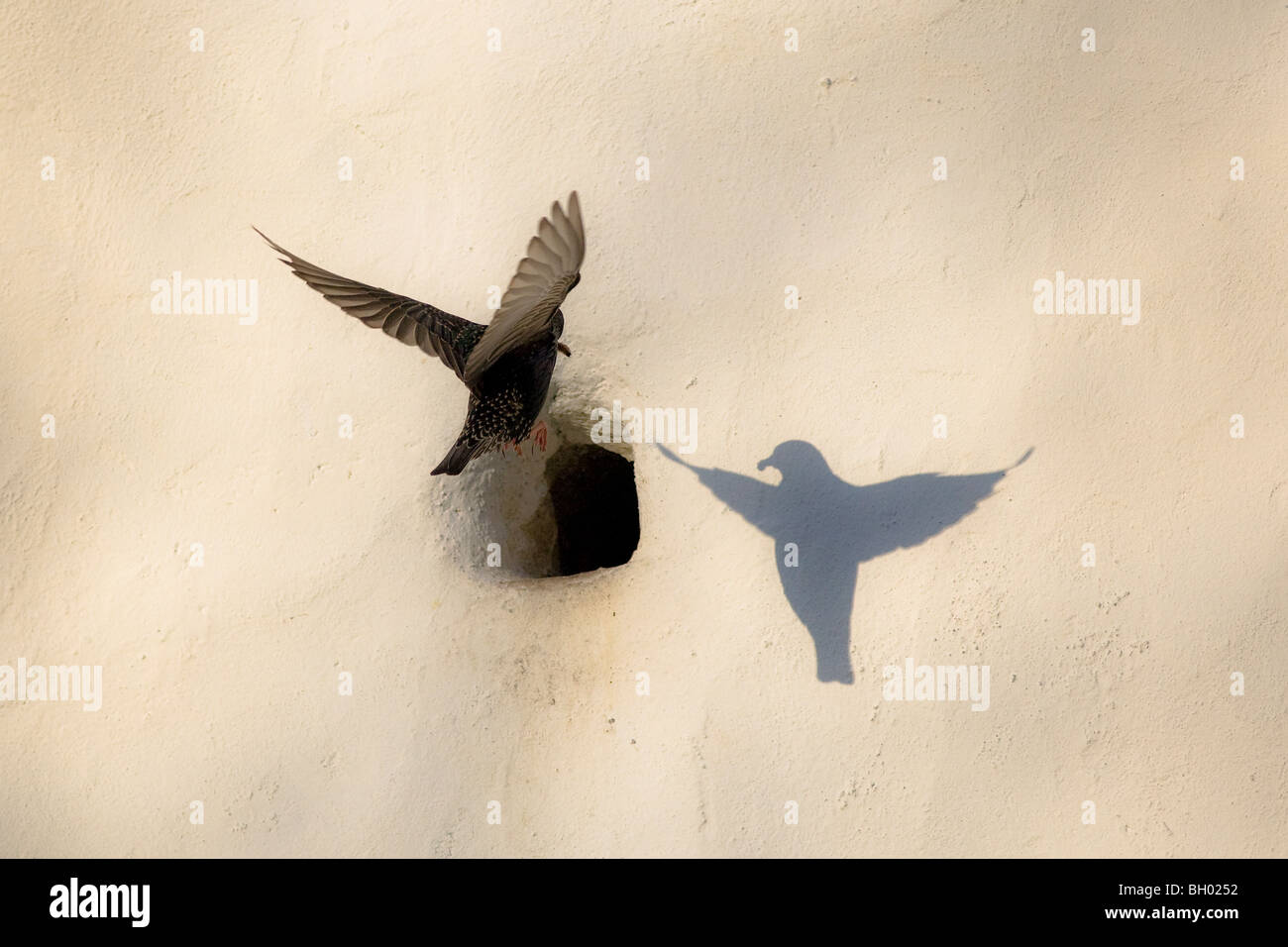 Starling Sturnus vulgaris, approches, le nid avec des ver Banque D'Images