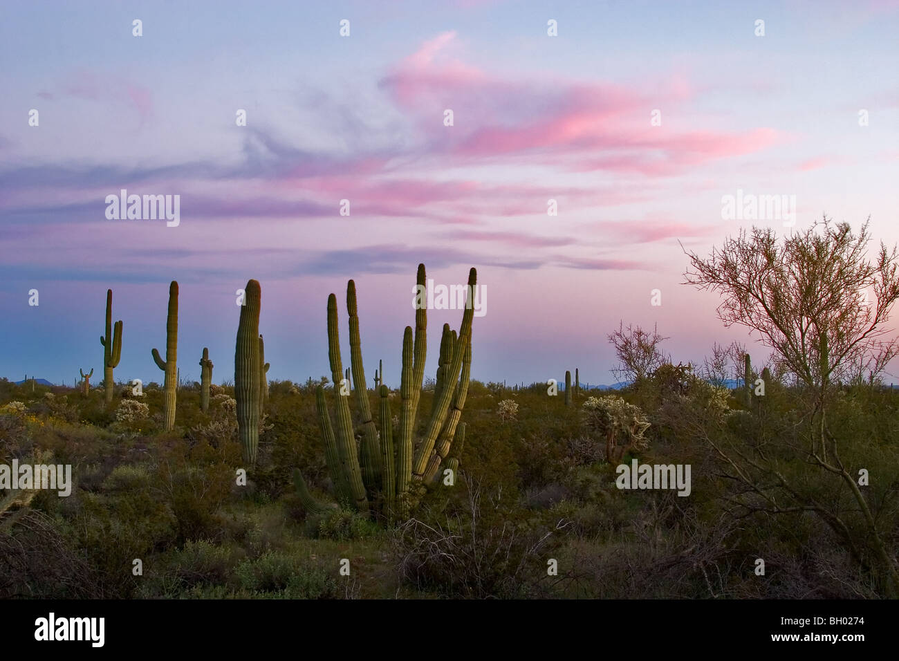 Paysage désertique de tuyau d'Orgue Cactus National Monument, Arizona Banque D'Images