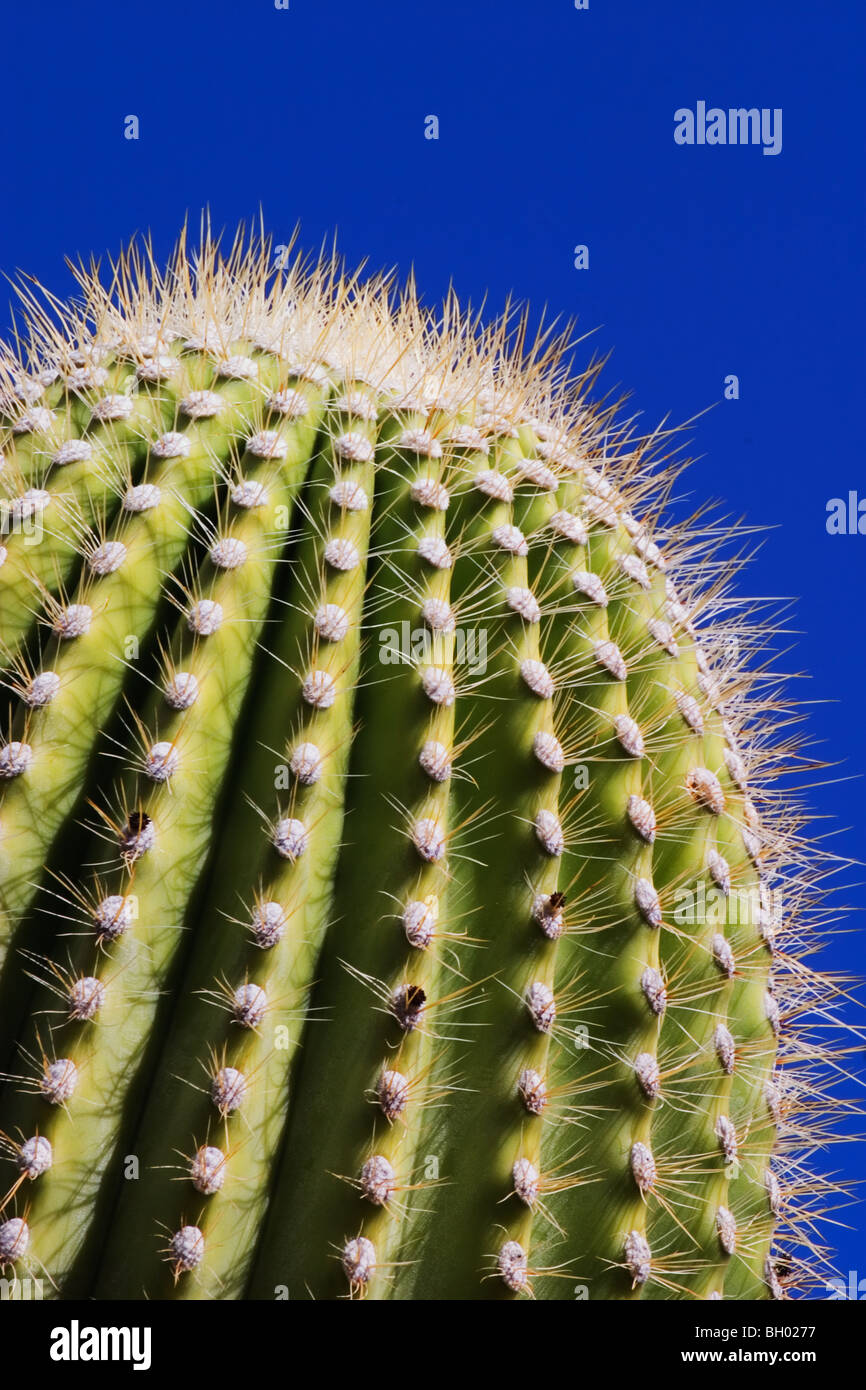 Détail de Saguaro Cactus (Carnegia gigantea), Désert de Sonora, en Arizona. Banque D'Images