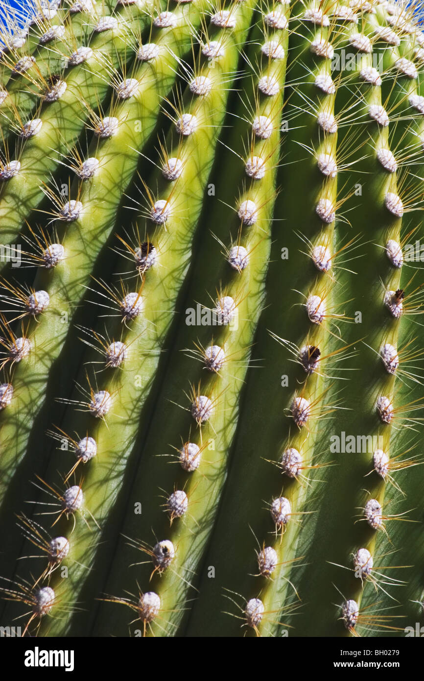 Détail de Saguaro Cactus (Carnegia gigantea), Désert de Sonora, en Arizona. Banque D'Images