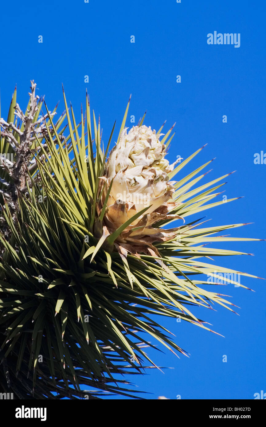 Joshua Tree, (Yucca brevifolia) blooming Banque D'Images
