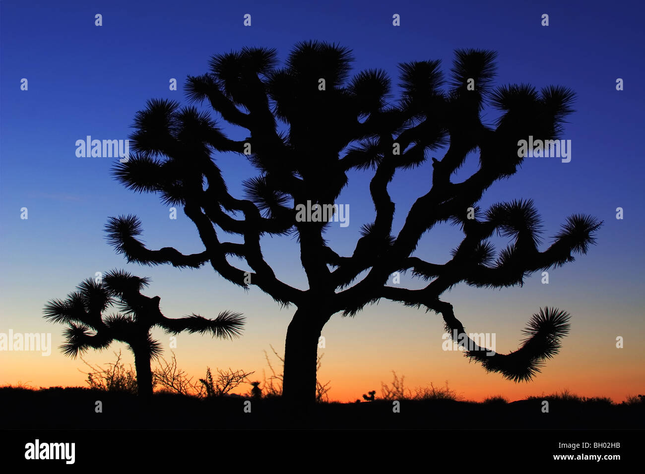 Joshua Tree (Yucca brevifolia) au crépuscule, Josh Tree National Park, Californie Banque D'Images