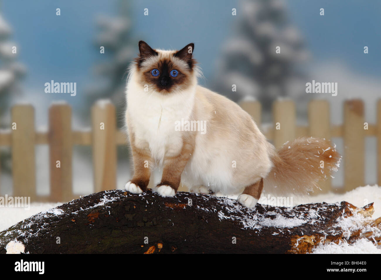 Chat Sacre De Birmanie Seal Point Birman Photo Stock Alamy