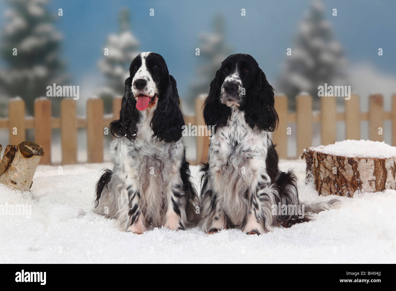 Cocker Anglais, noir et blanc Photo Stock - Alamy