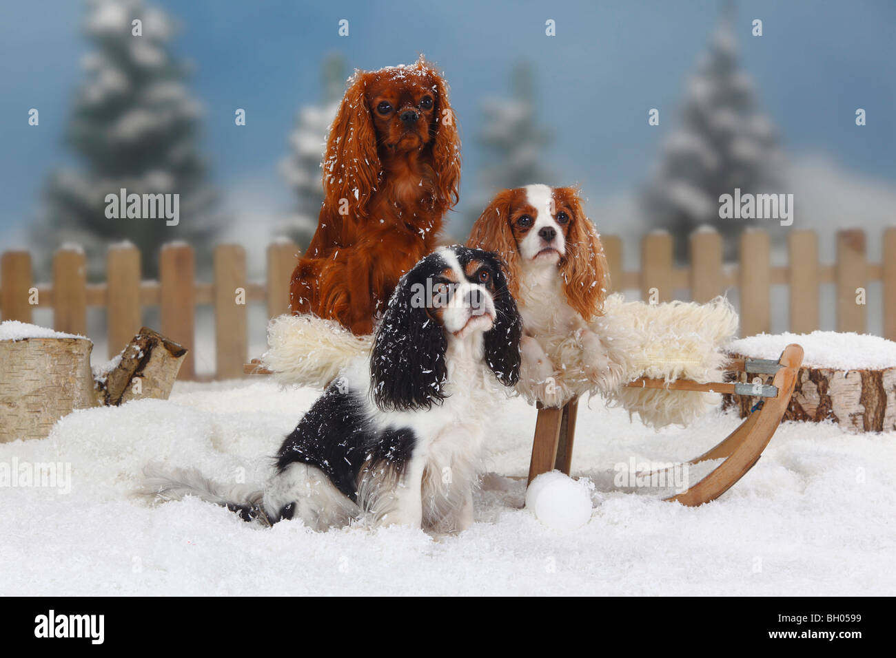 Cavalier King Charles Spaniel, rubis, blenheim et tricolore / toboggan Banque D'Images