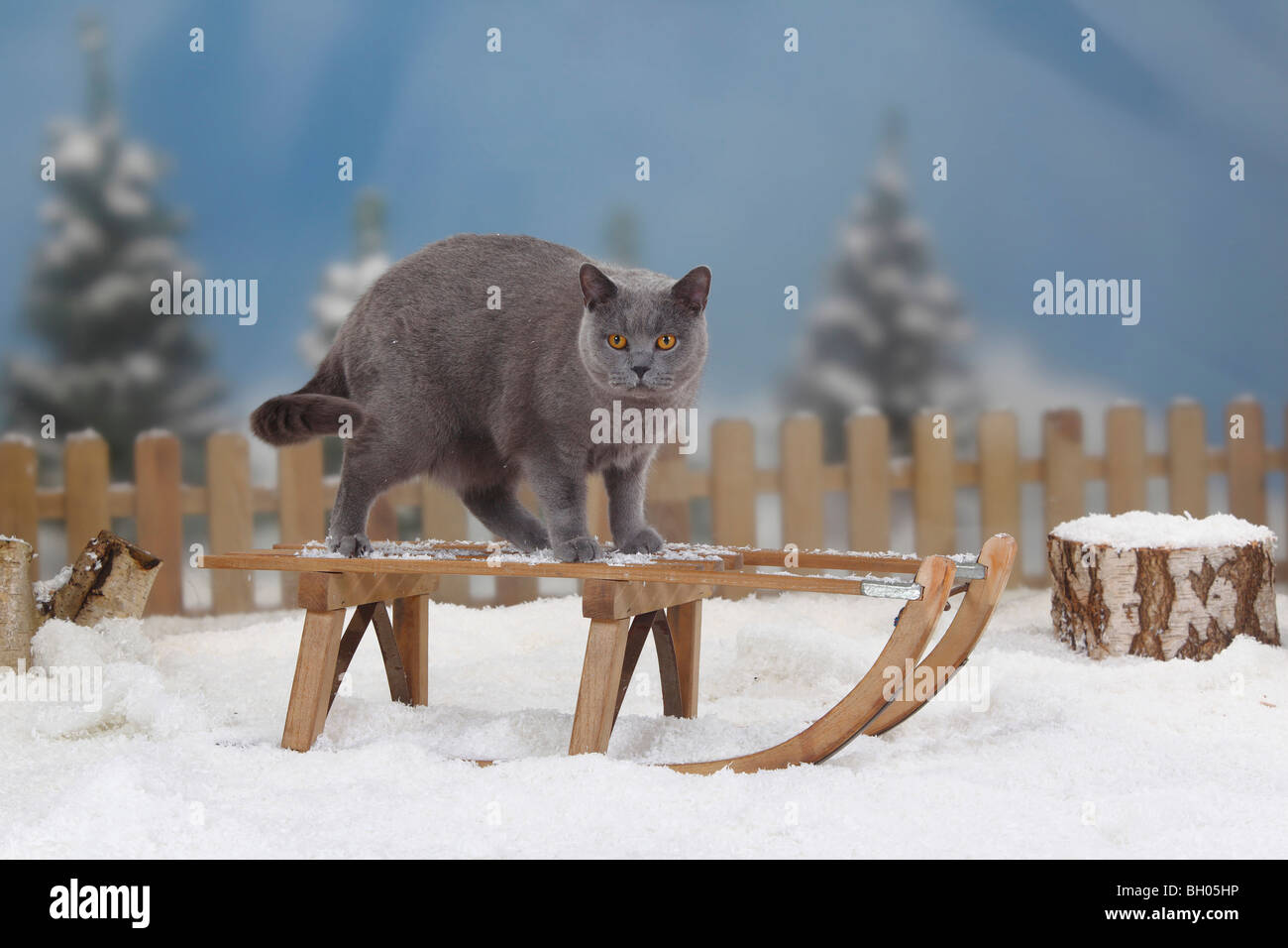 Chat British Shorthair, bleu, tomcat / toboggan Banque D'Images