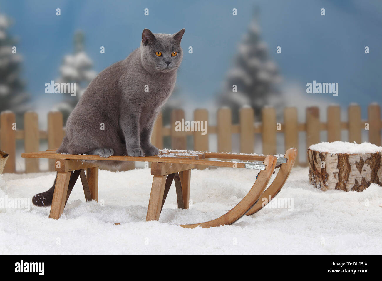 Chat British Shorthair, bleu, tomcat / toboggan Banque D'Images