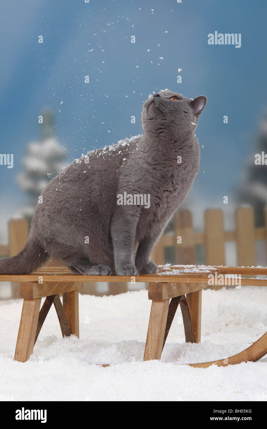 Chat British Shorthair, bleu, tomcat / toboggan Banque D'Images