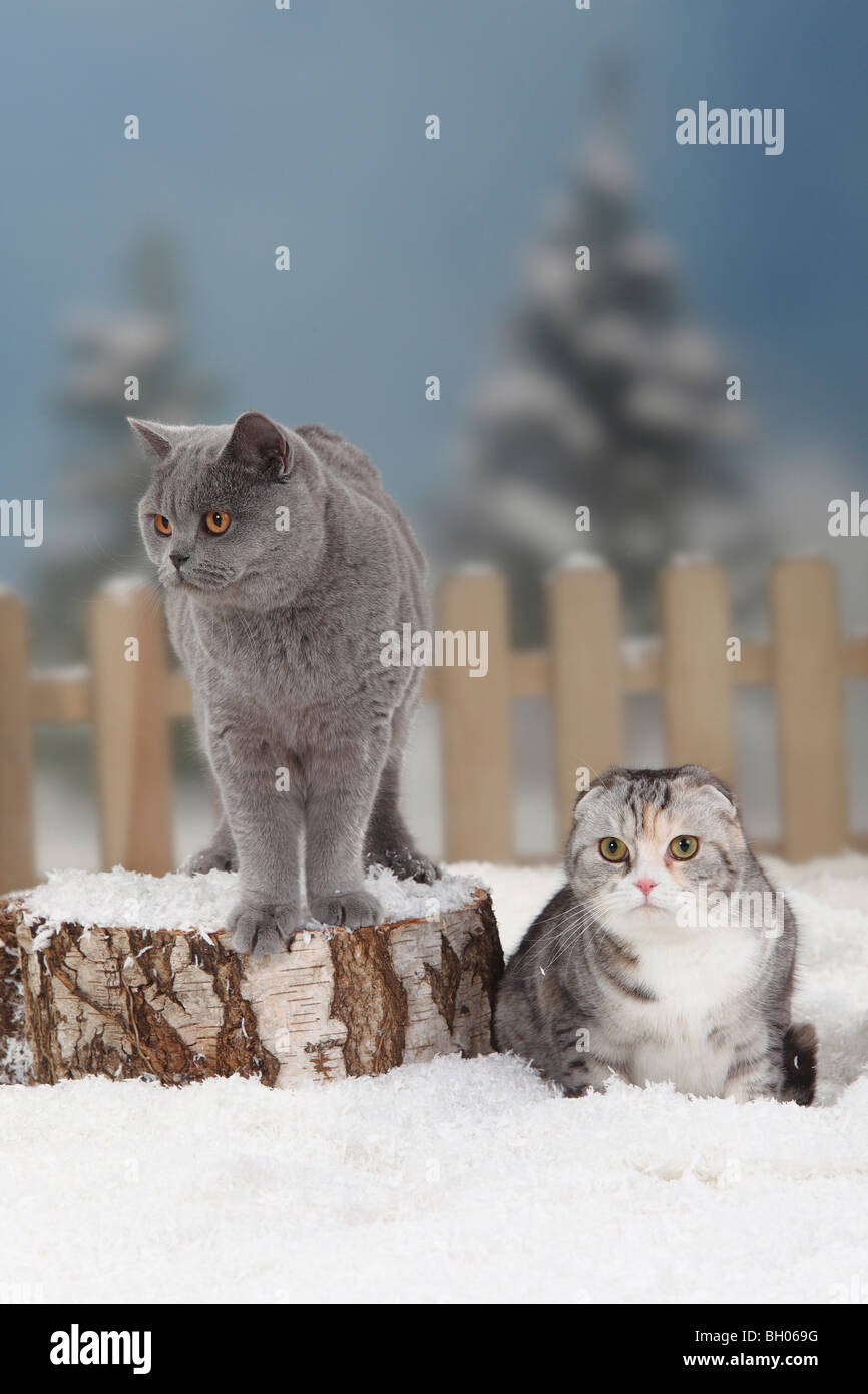 Scottish Fold et British Shorthair Cat Banque D'Images