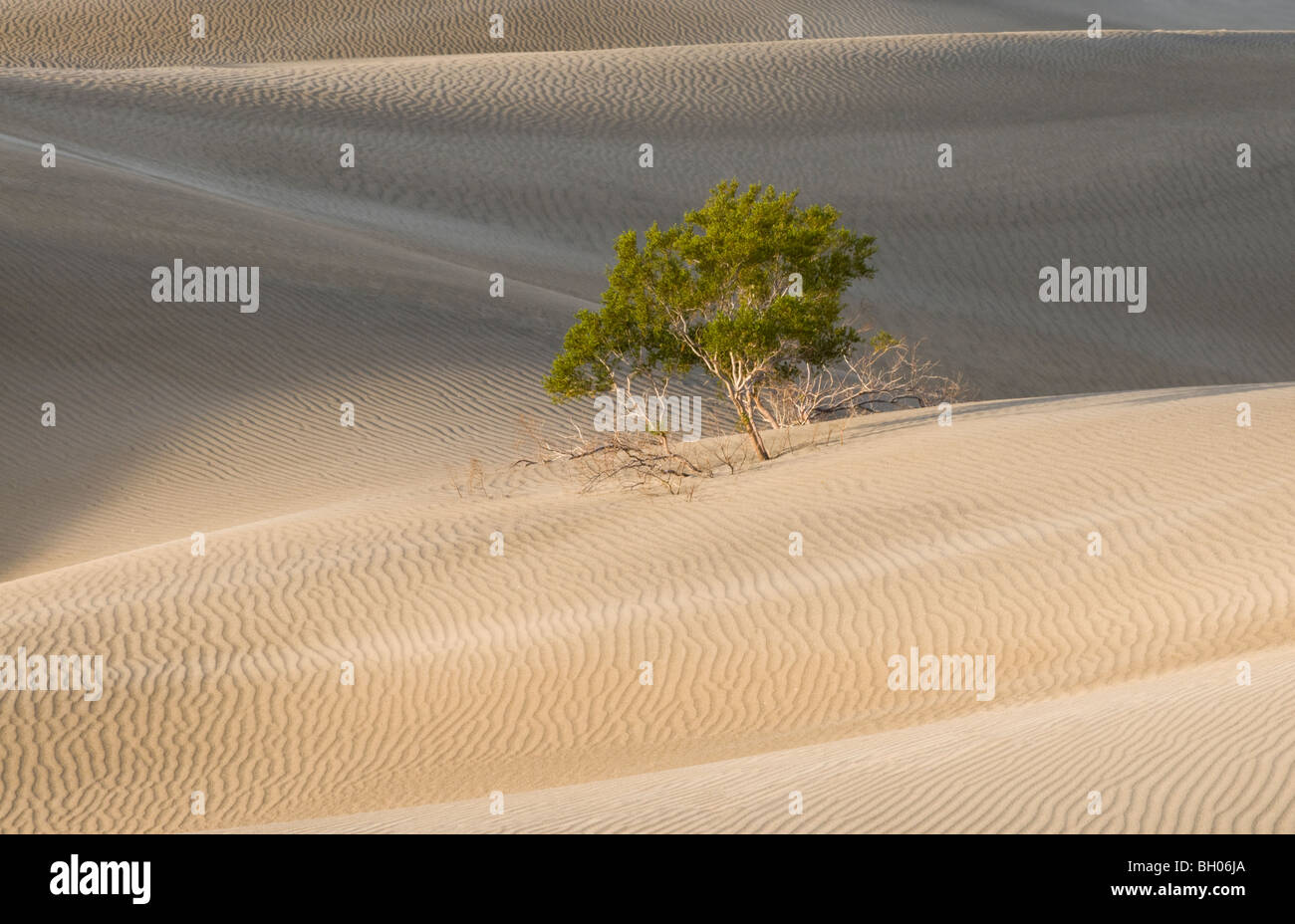 Lone mesquite bush dans les dunes de sable de la Death Valley National Park Banque D'Images
