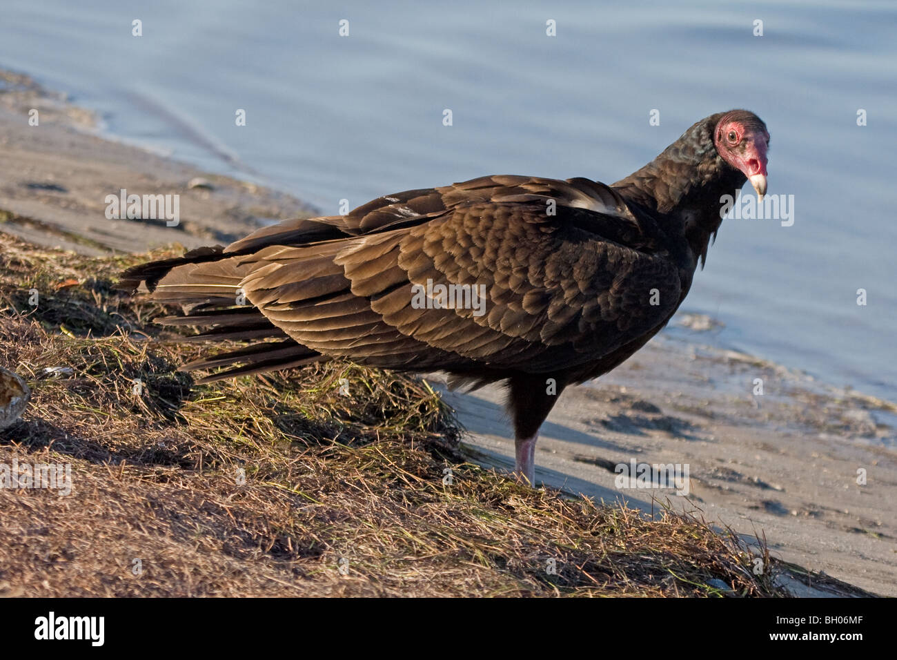 Urubu à tête rouge - Cathartes aura Banque D'Images