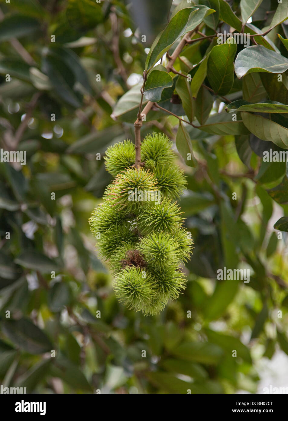 Nephelium lappaceum ramboutan, fruits pas mûrs, encore (devient rouge à maturité) à l'intérieur de la chair translucide blanc entoure une grande semence. Banque D'Images