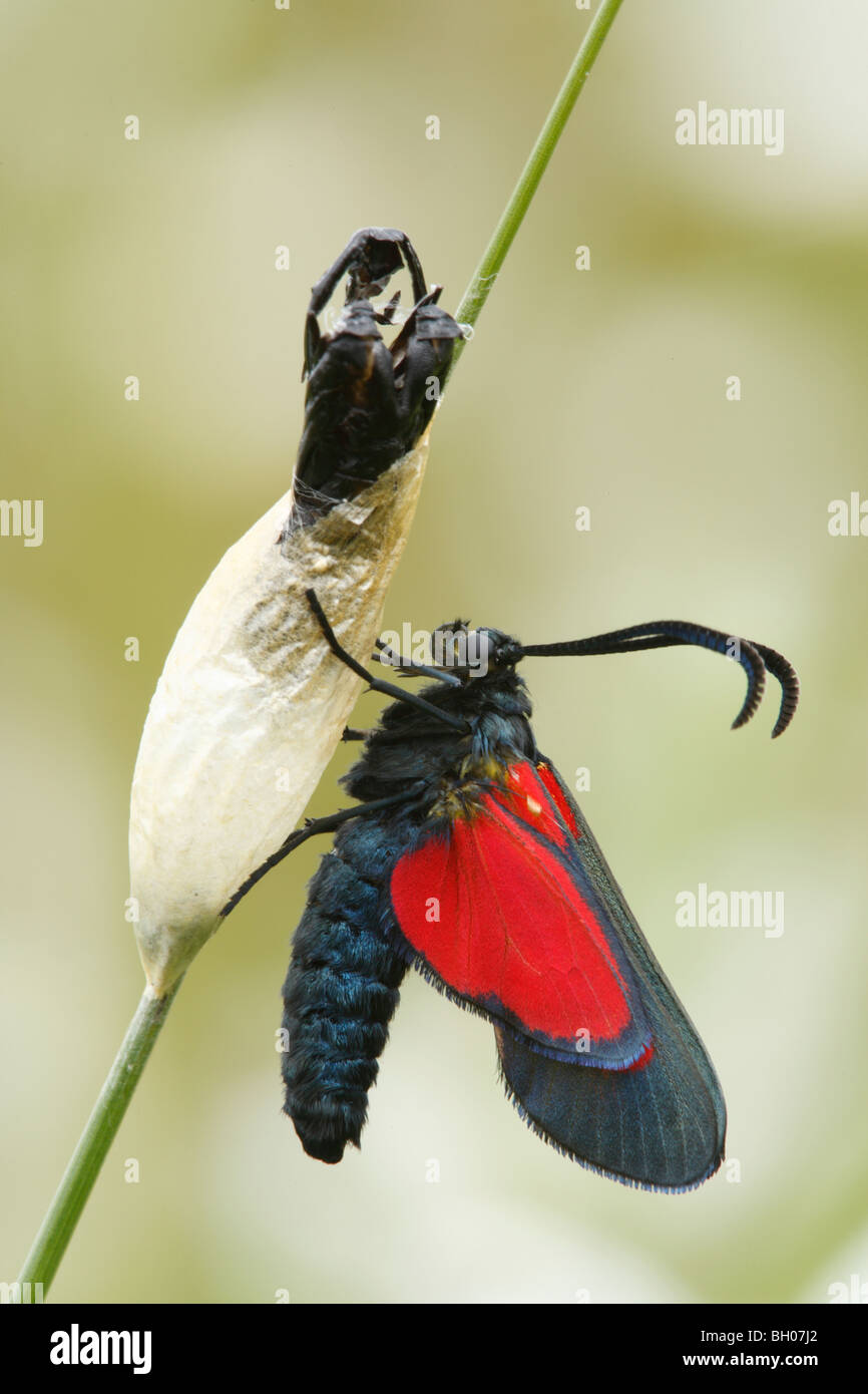 5-spot Burnet Moth, (Zygaena trifolii), adulte, a récemment émergé de Cocoon, Warwickshire, Angleterre, juin Banque D'Images