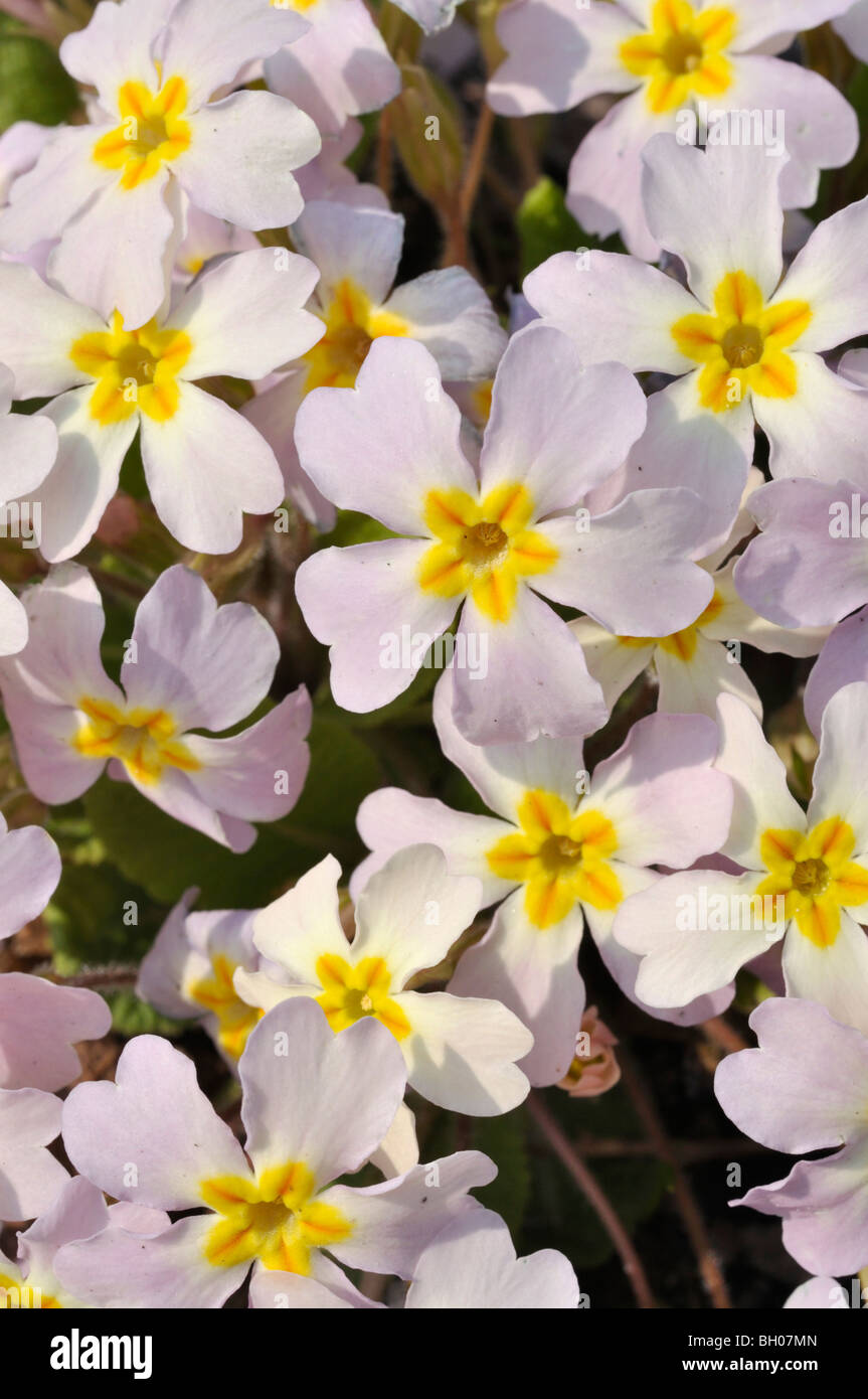 Primula vulgaris (primevère Comon subsp. sibthorpii) Banque D'Images