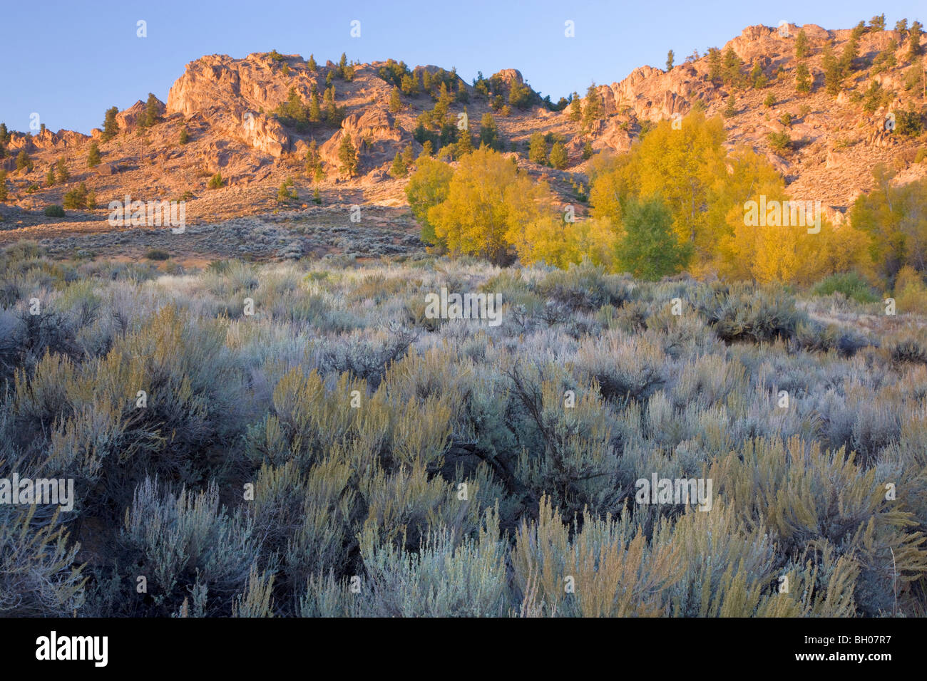 Vélo de montagne sur les sentiers de la région de loisirs roches Hartman, Gunnison, Colorado. (Modèle 1992) Banque D'Images