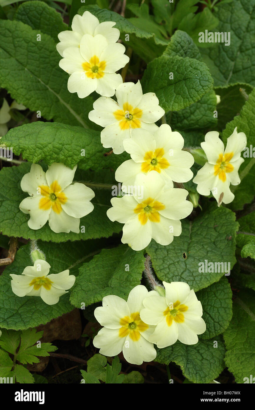 (Primrose Primula vulgaris), la floraison, dans les bois, dans le Warwickshire, en Angleterre, avril Banque D'Images