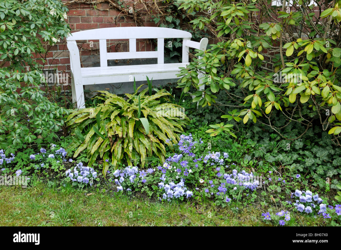 Jardin de devant avec banc blanc et violet Banque D'Images