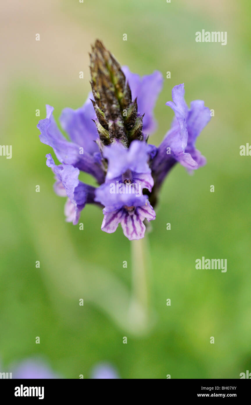 Fernleaf lavande (Lavandula multifida) Banque D'Images