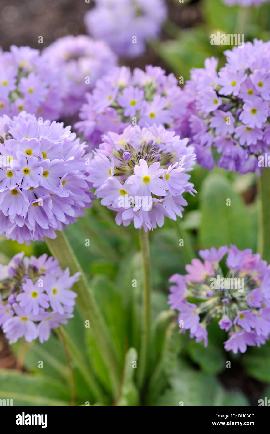 Drumstick primula denticulata (primrose) Banque D'Images