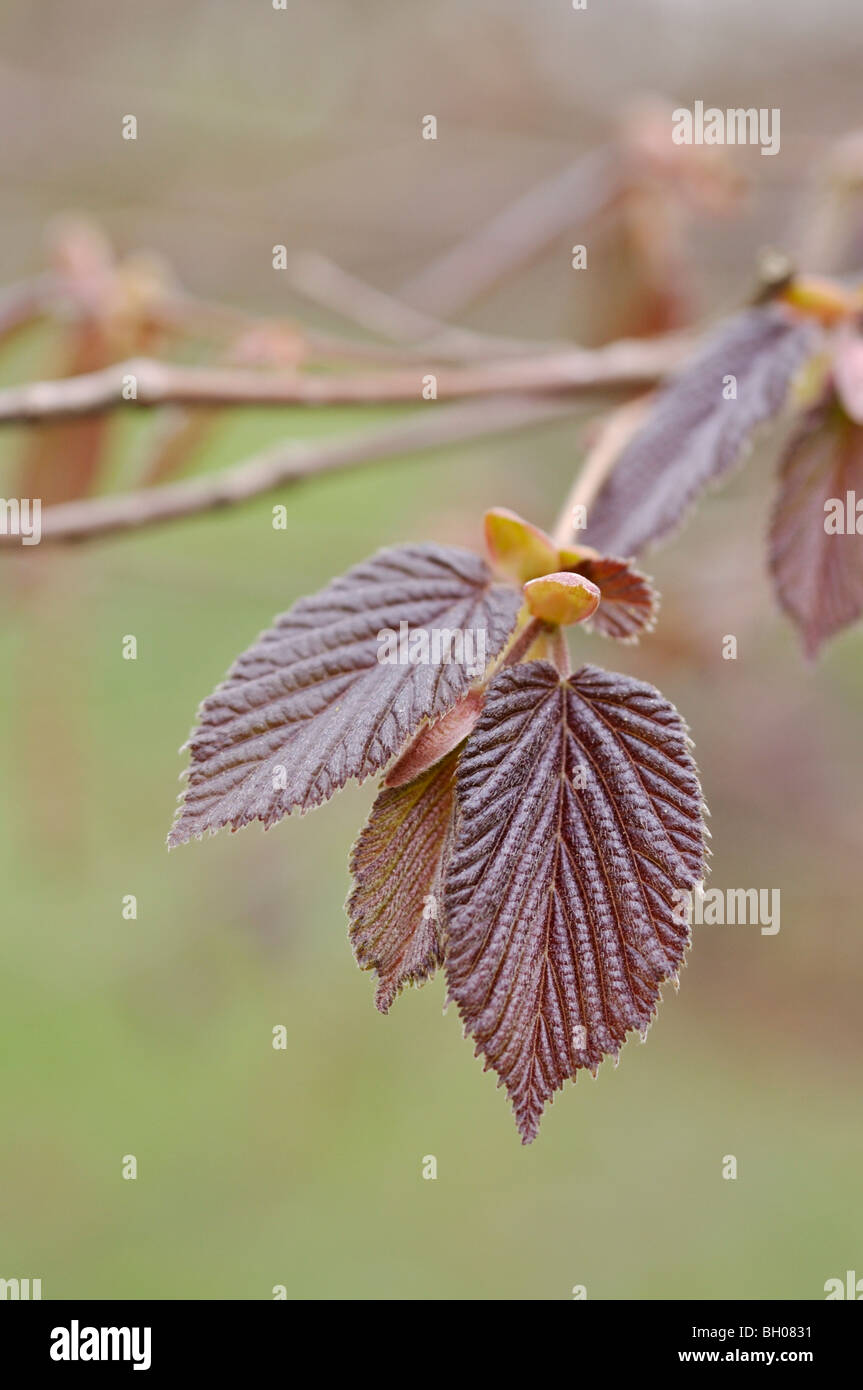 Filbert (Corylus maxima 'purpurea') Banque D'Images