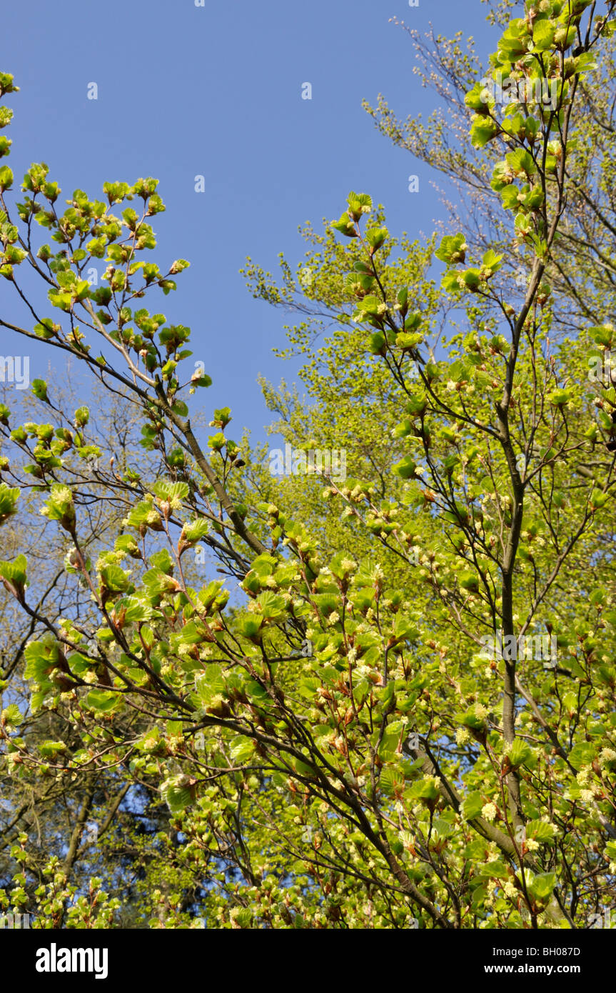 Le hêtre commun (Fagus sylvatica) Banque D'Images