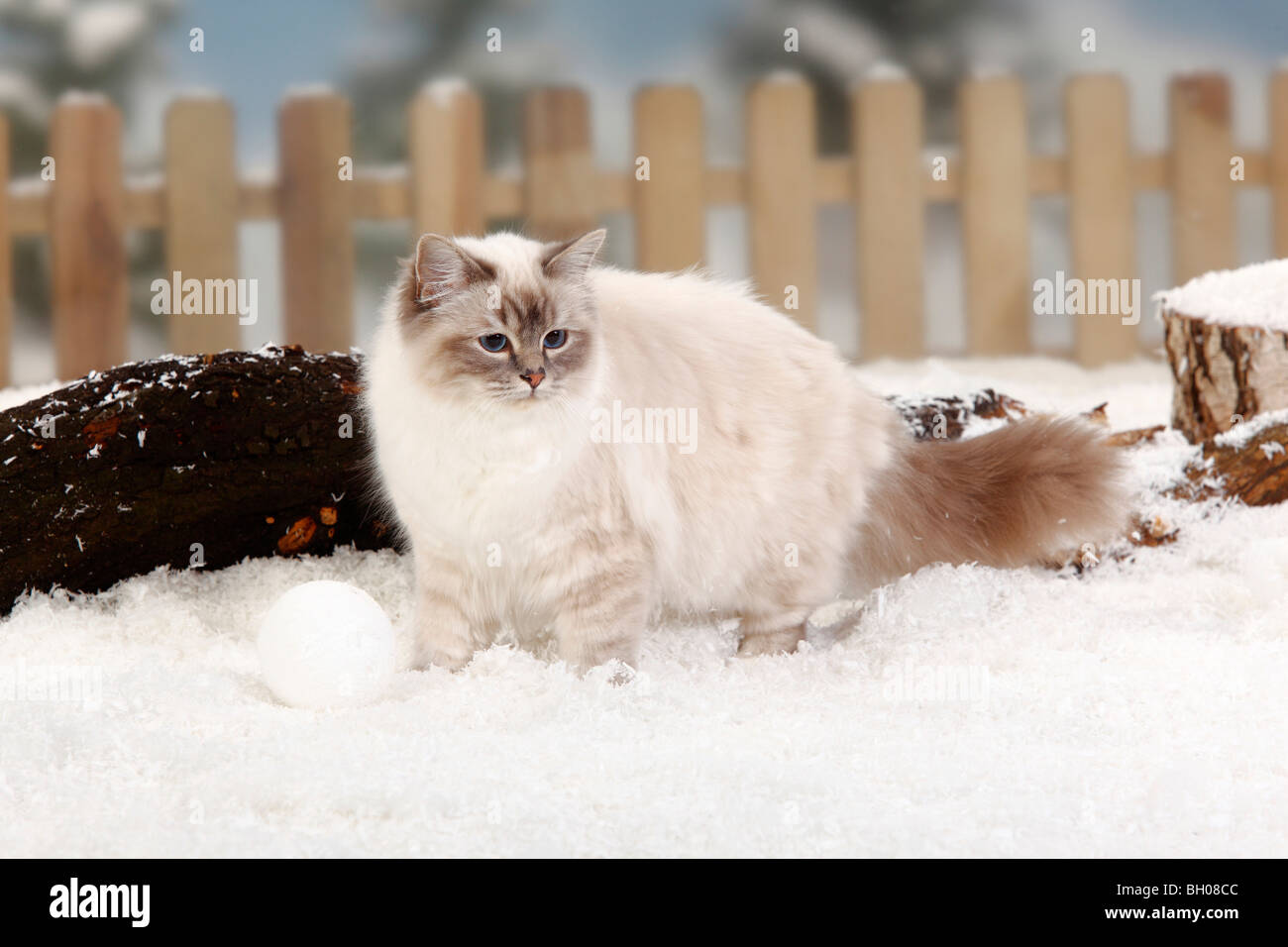 Birman blue tabby point Banque de photographies et d’images à haute