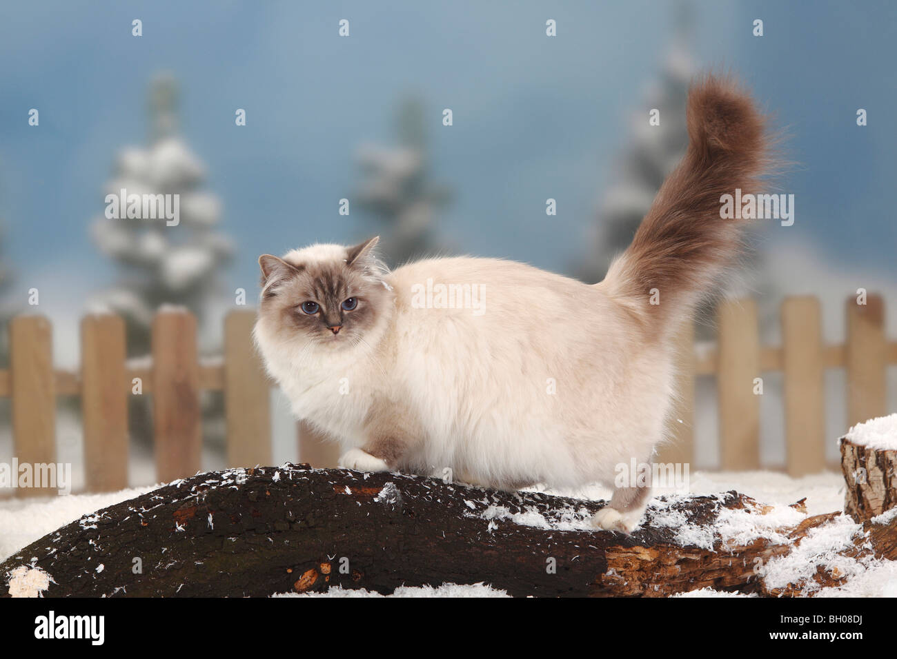 Chat Sacre De Birmanie Blue Tabby Point Cote Birman Photo Stock Alamy