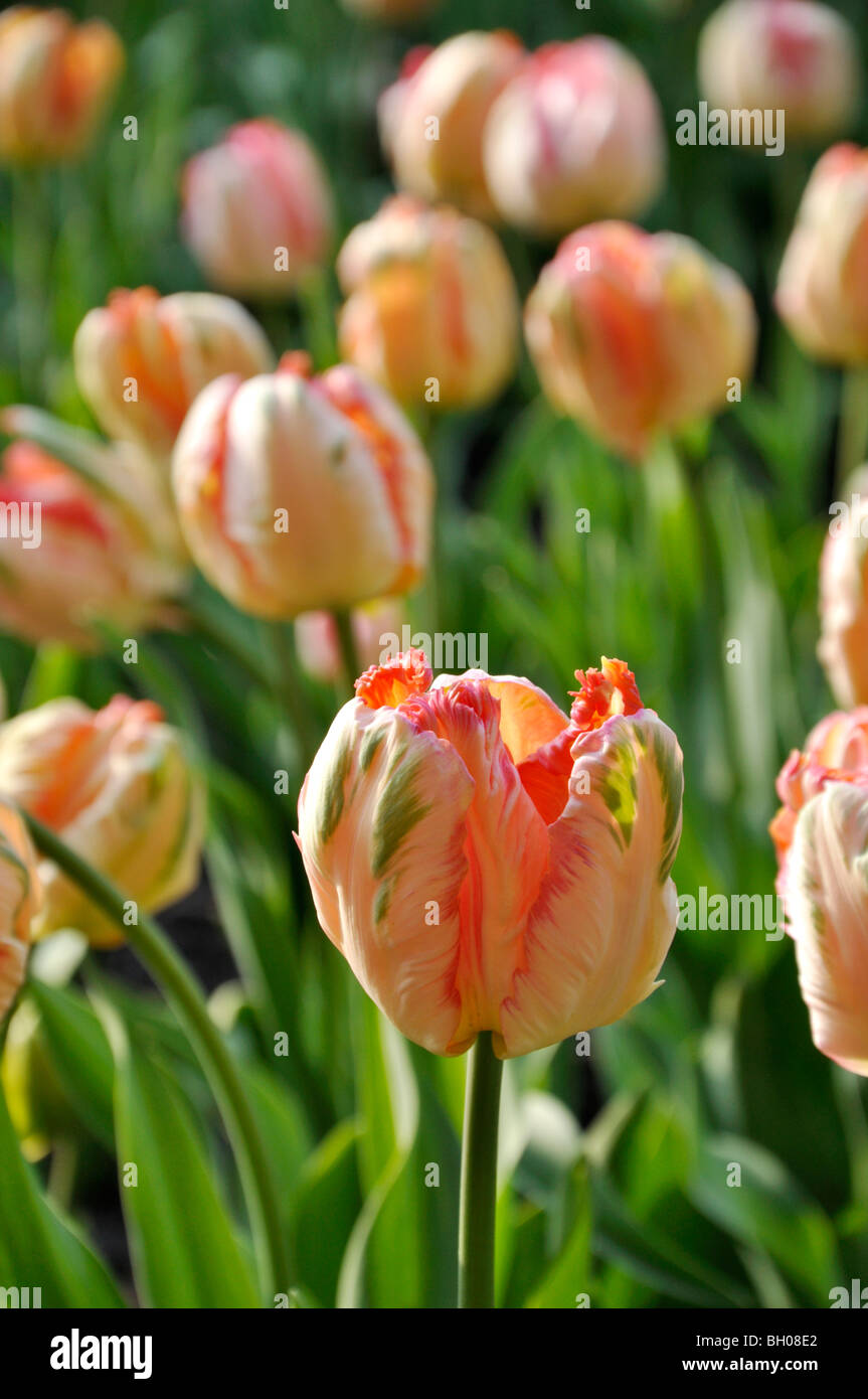 Parrot tulip (tulipa apricot parrot) Banque D'Images