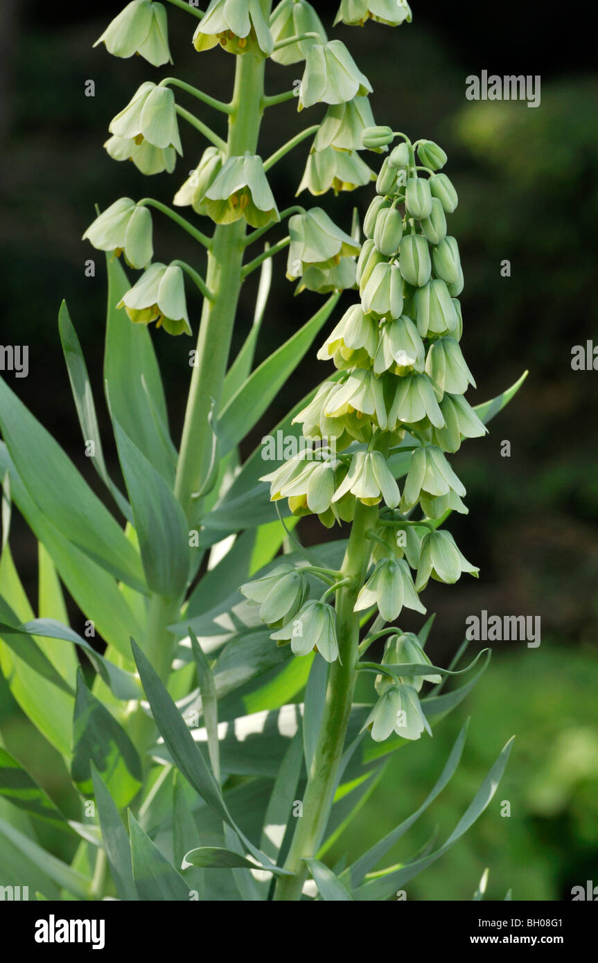 (Fritillaria persica persian cloches cloches 'ivory') Banque D'Images