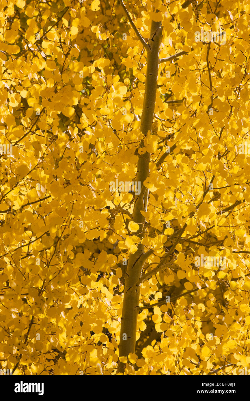 Couleurs d'automne dans les montagnes de San Juan, près de Ouray, Colorado. Banque D'Images