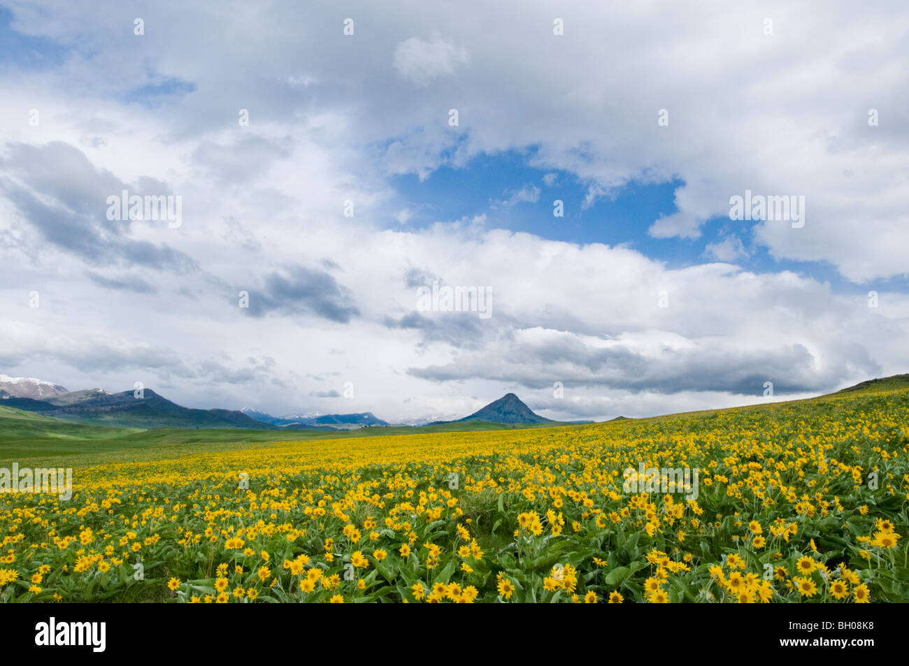 Domaine de la balsamorhize Arrowleaf jaune avec fleurs botte de Butte en arrière-plan Banque D'Images