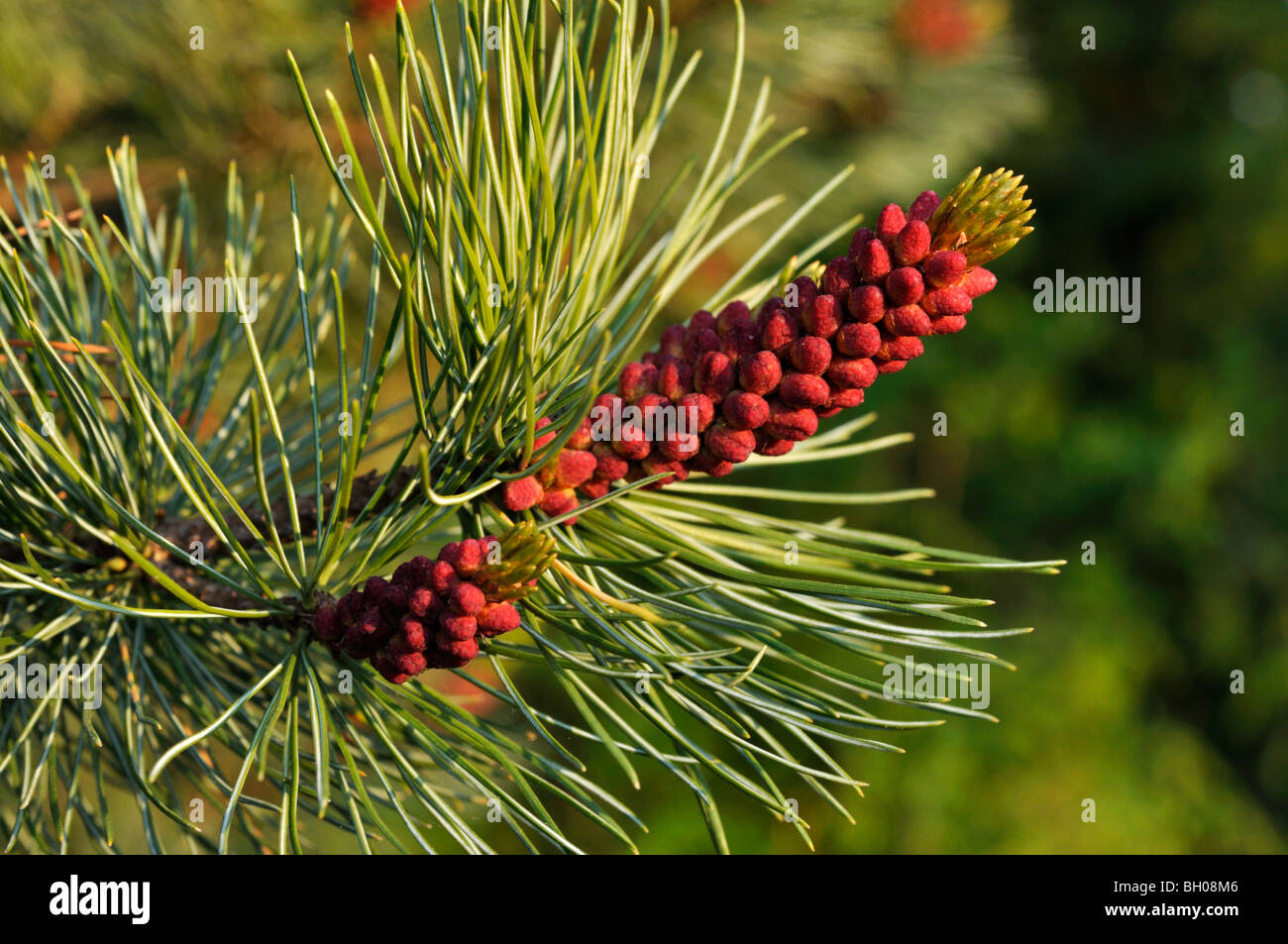 Dwarf pin (Pinus pumila) Banque D'Images