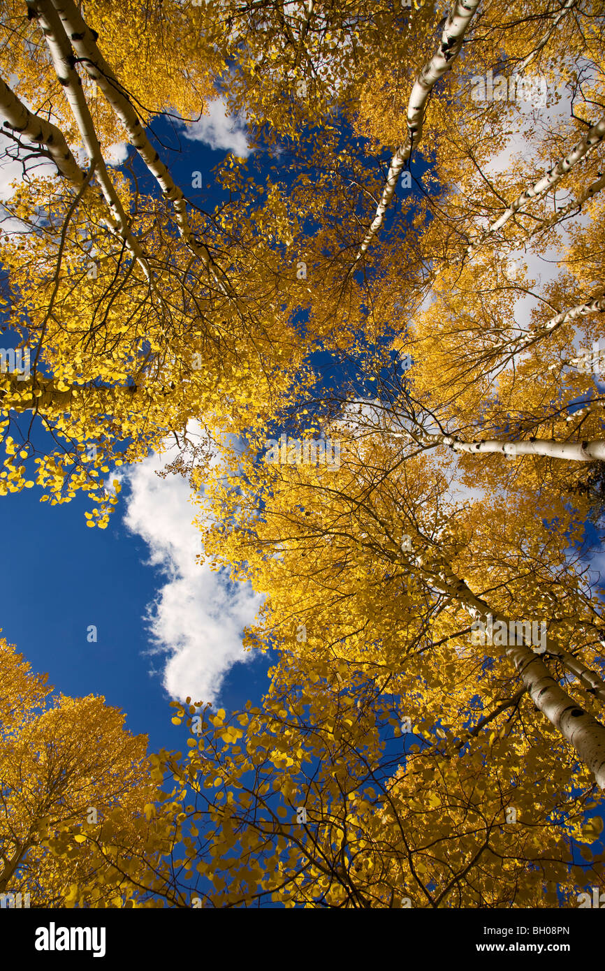 Couleurs d'automne dans les montagnes de San Juan, près de Ouray, Colorado. Banque D'Images