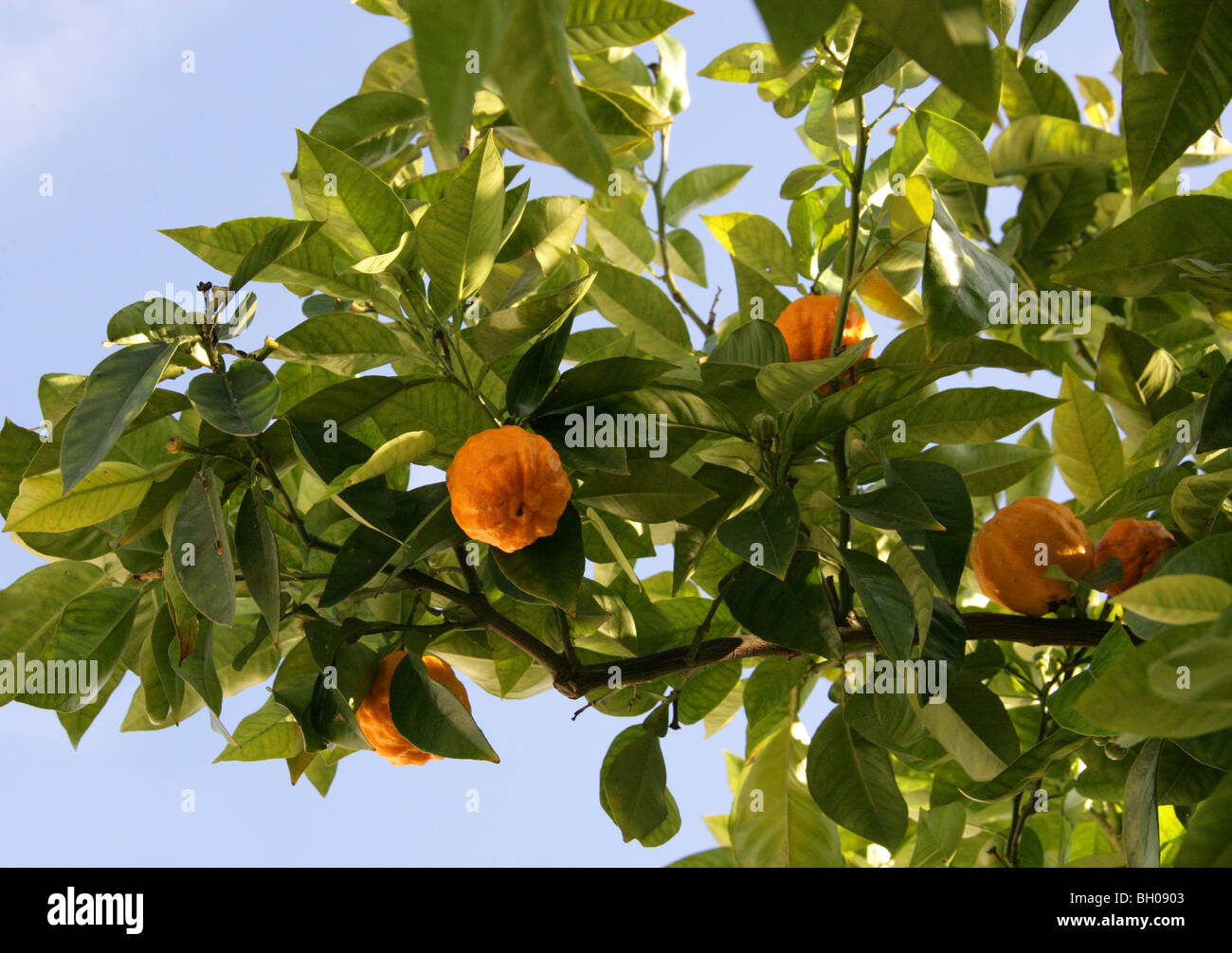 L'Orange amère, également connu sous le nom d'Orange de Séville, le Bigaradier, Bigarade, d'Orange et de la marmelade d'Orange, Citrus aurantium, Rutacées Banque D'Images
