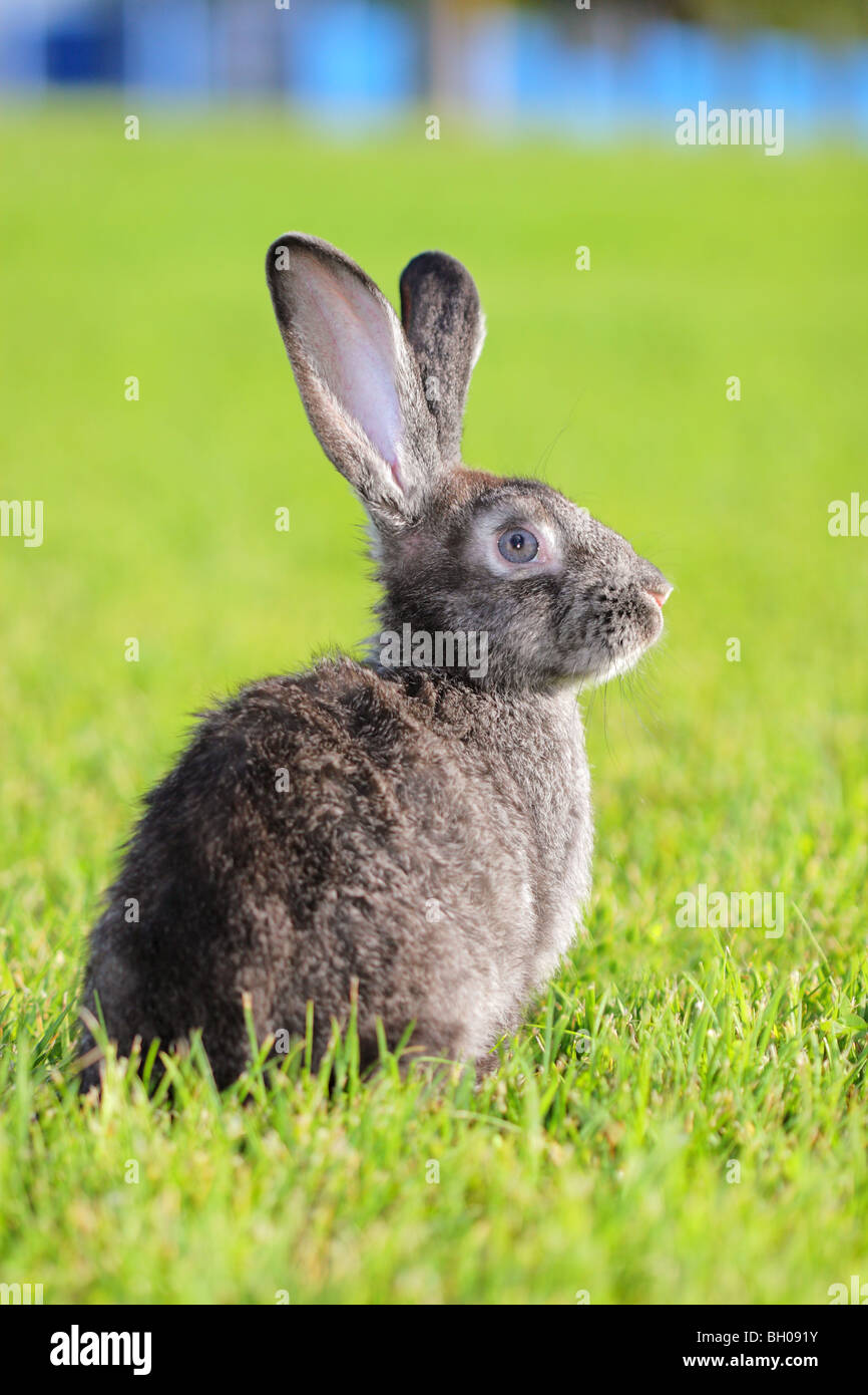 Lapin Gris foncé couchée dans un pré Banque D'Images