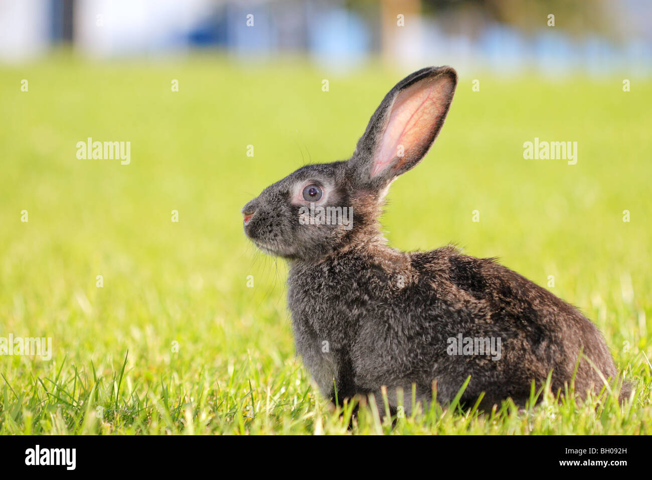 Lapin Gris foncé couchée dans un pré Banque D'Images