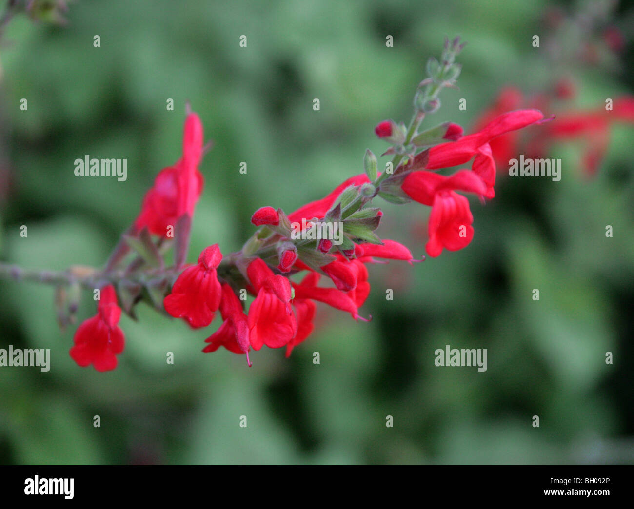 Fiery Red Mountain, sauge, Salvia darcyi sauge, Lamiaceae (Labiatae), au nord est du Mexique Banque D'Images