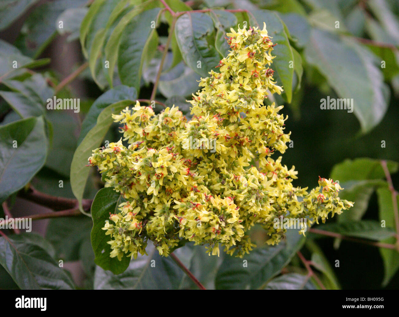 Bougainvillea Golden Rain Tree, Koelreuteria integrifolia, Sapindaceae, Chine, Asie. Syn. Koelreuteria bipinnata integrifolia. Banque D'Images