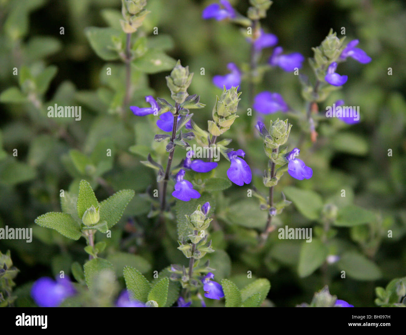 Chêne bleu sauge, Germandrée, sauge, Salvia Sauge bleue du Mexique chamaedryoides, Lamiaceae (Labiatae), au nord est du Mexique Banque D'Images