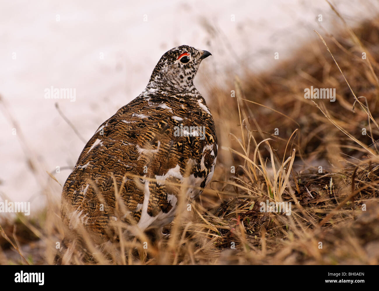 Homme lagopède à queue blanche (Lagopus) lecurus au printemps plumage. Banque D'Images