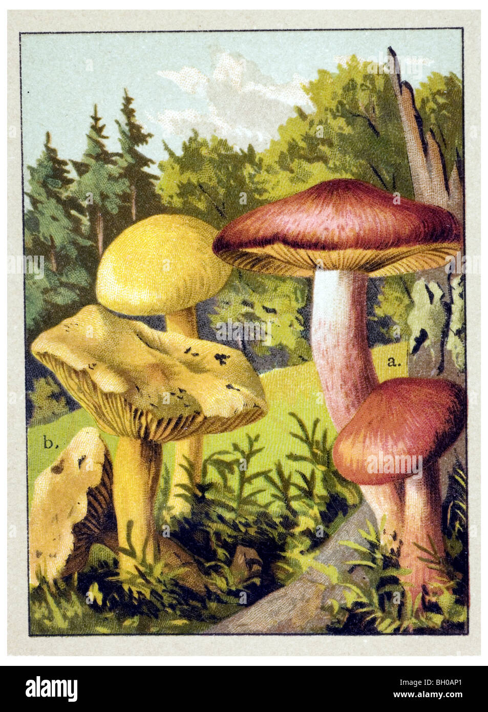 Les prunes et sa crème anglaise, red-haired, agaric agaric de gaz de soufre, chevalier, champignon champignon champignons Banque D'Images