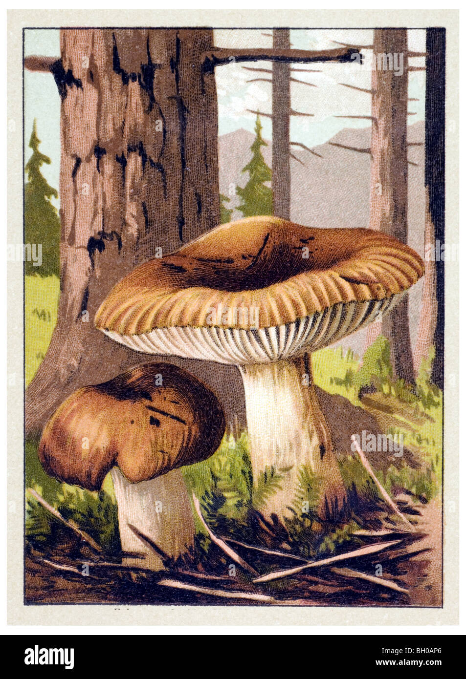 Russula foetens toadstool champignons, champignons Banque D'Images