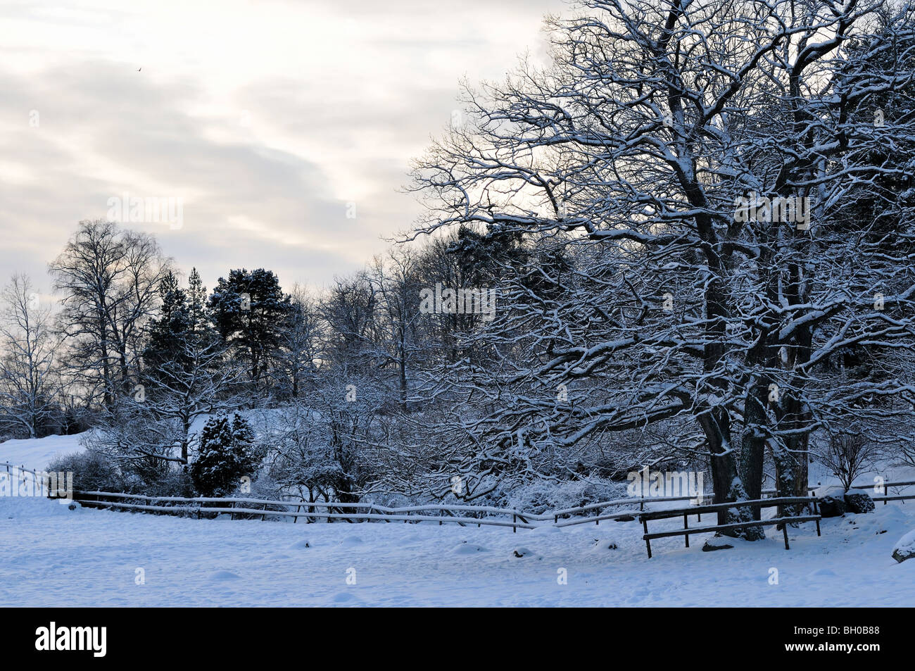Paysage d'hiver glacial. Banque D'Images