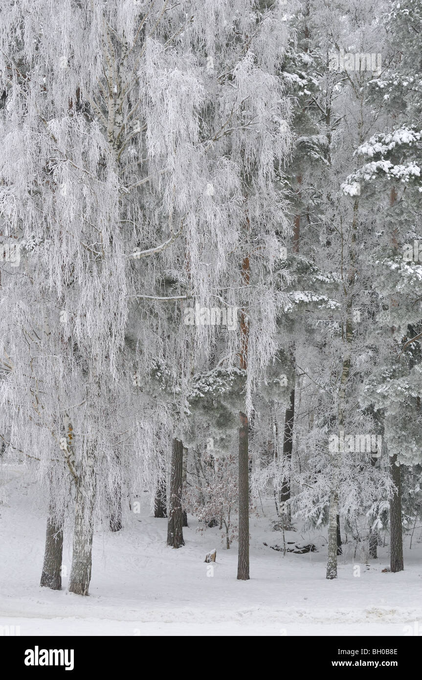 Paysage d'hiver glacial. Banque D'Images