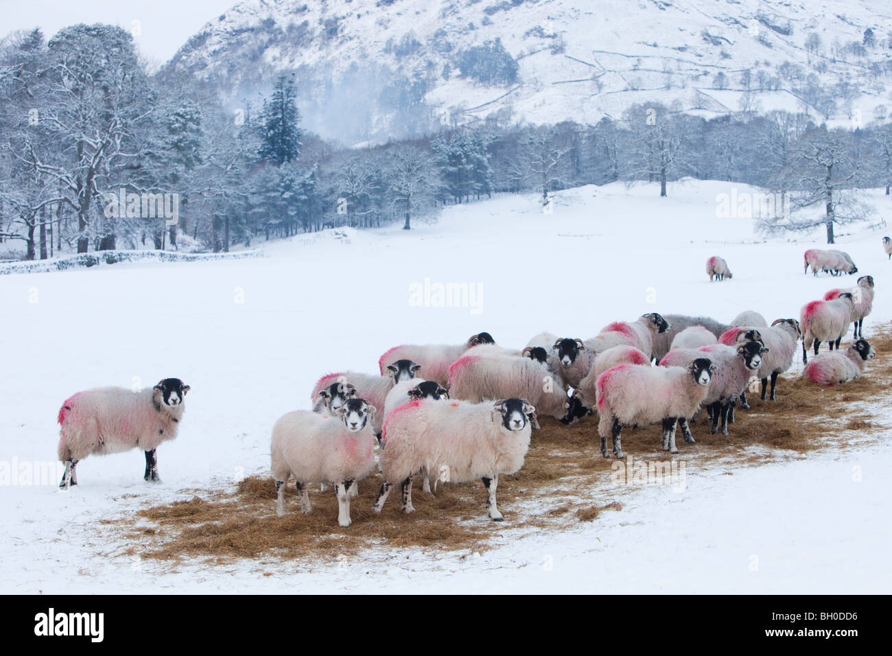 Les moutons se nourrissent de foin dans les motifs de Rydal domaine près de Ambleside, Lake District, UK. Banque D'Images