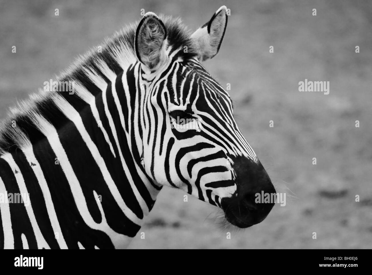 Portrait noir et blanc de Grant's Zebra (Equus burchelli boehmi) montrant la tête Vue de côté Banque D'Images