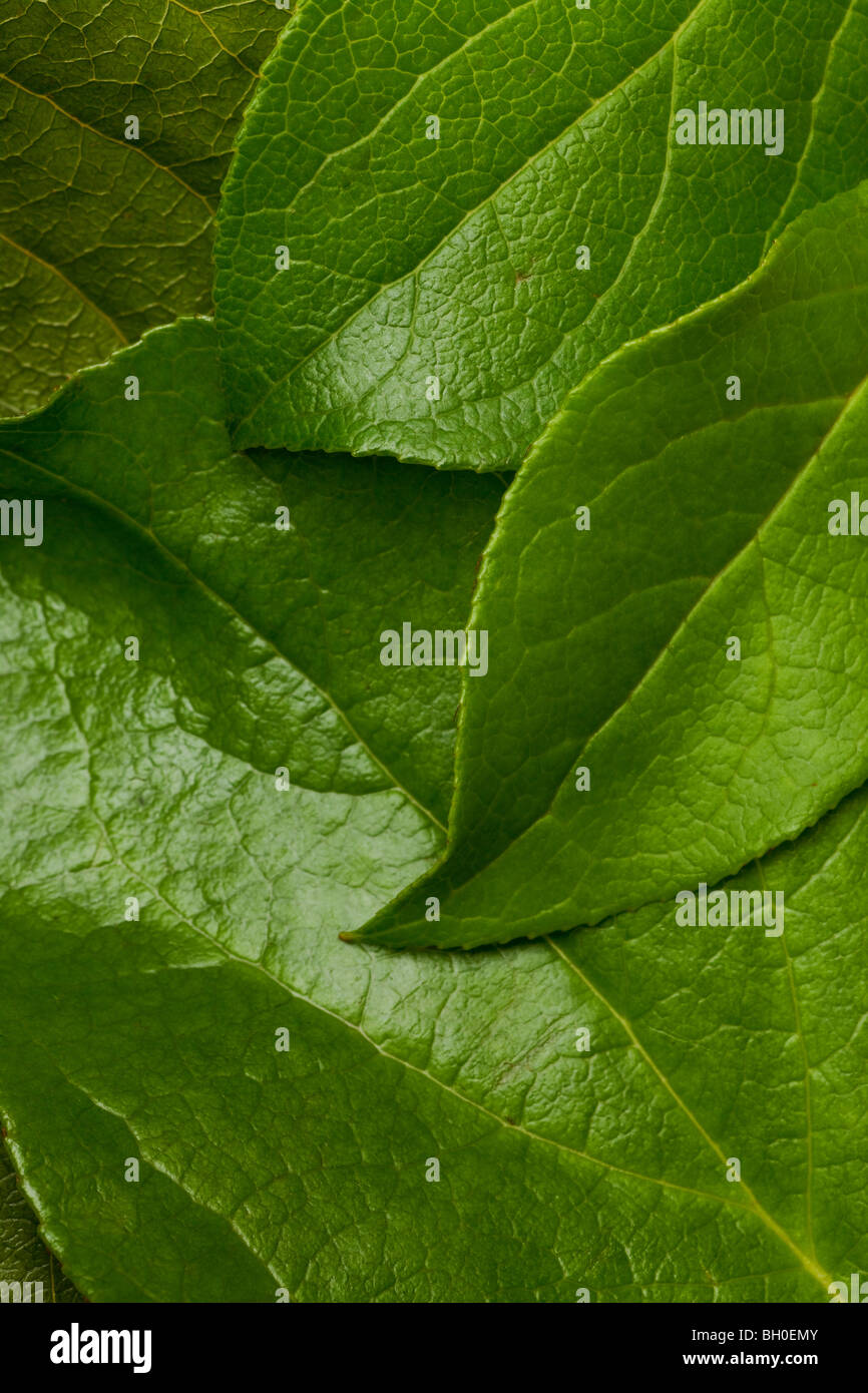 Feuille verte avec des veines ou toile de fond macro Banque D'Images