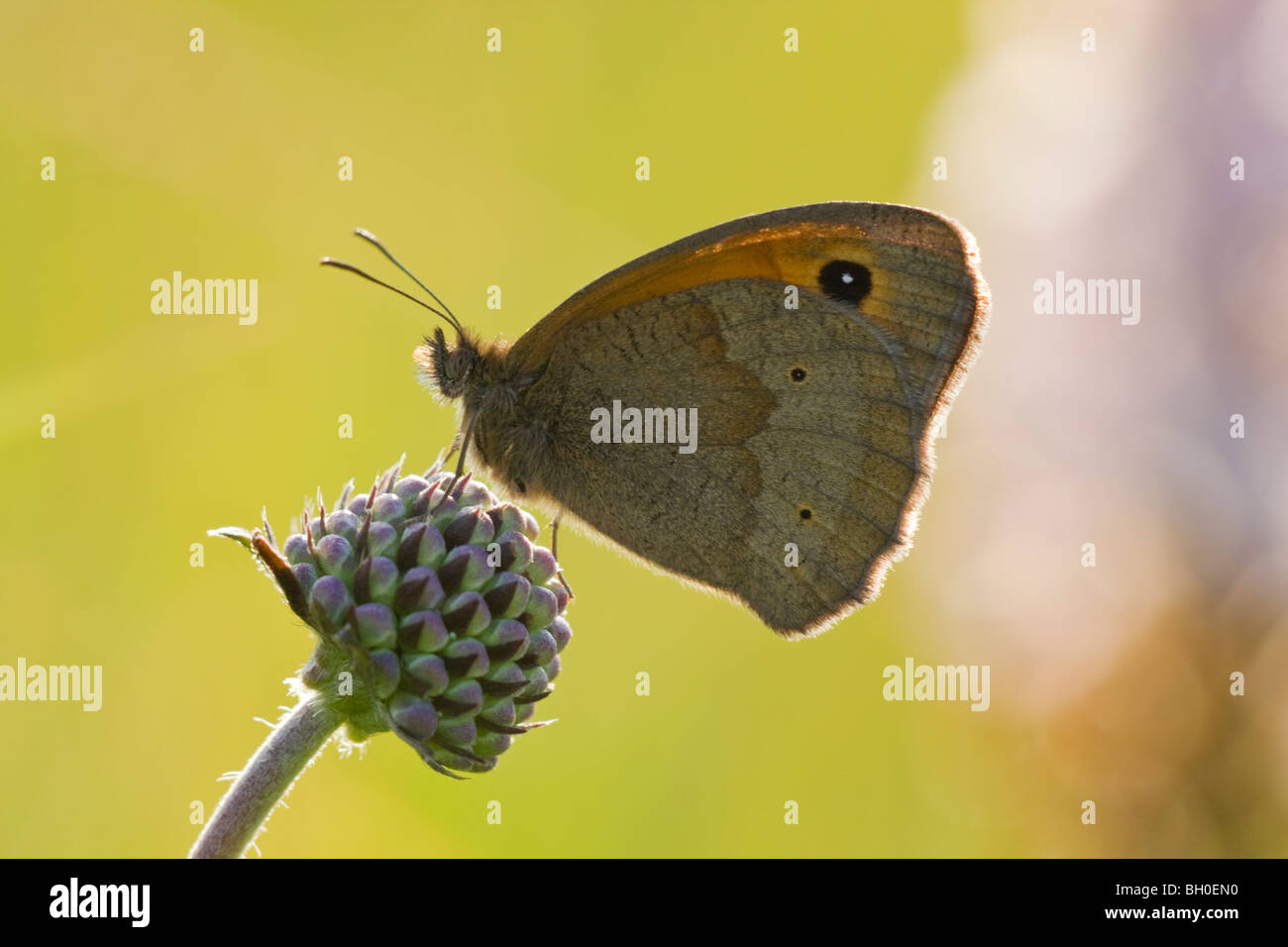Meadow Brown Butterfly sur Devils Bit Scabious Banque D'Images