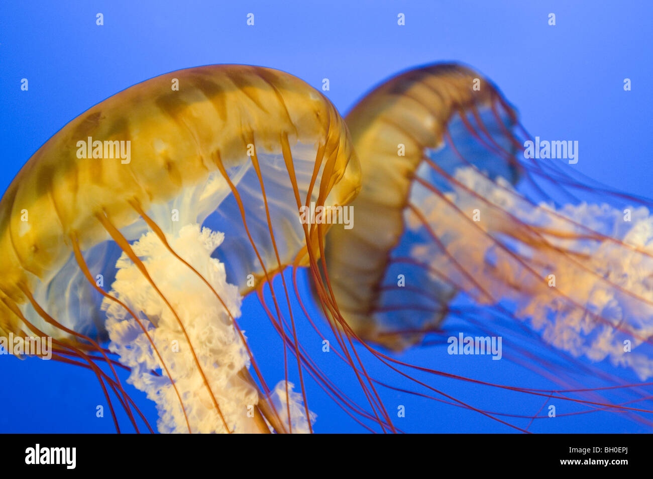 Close up of Pacific sea nettle méduses dans un aquarium Banque D'Images
