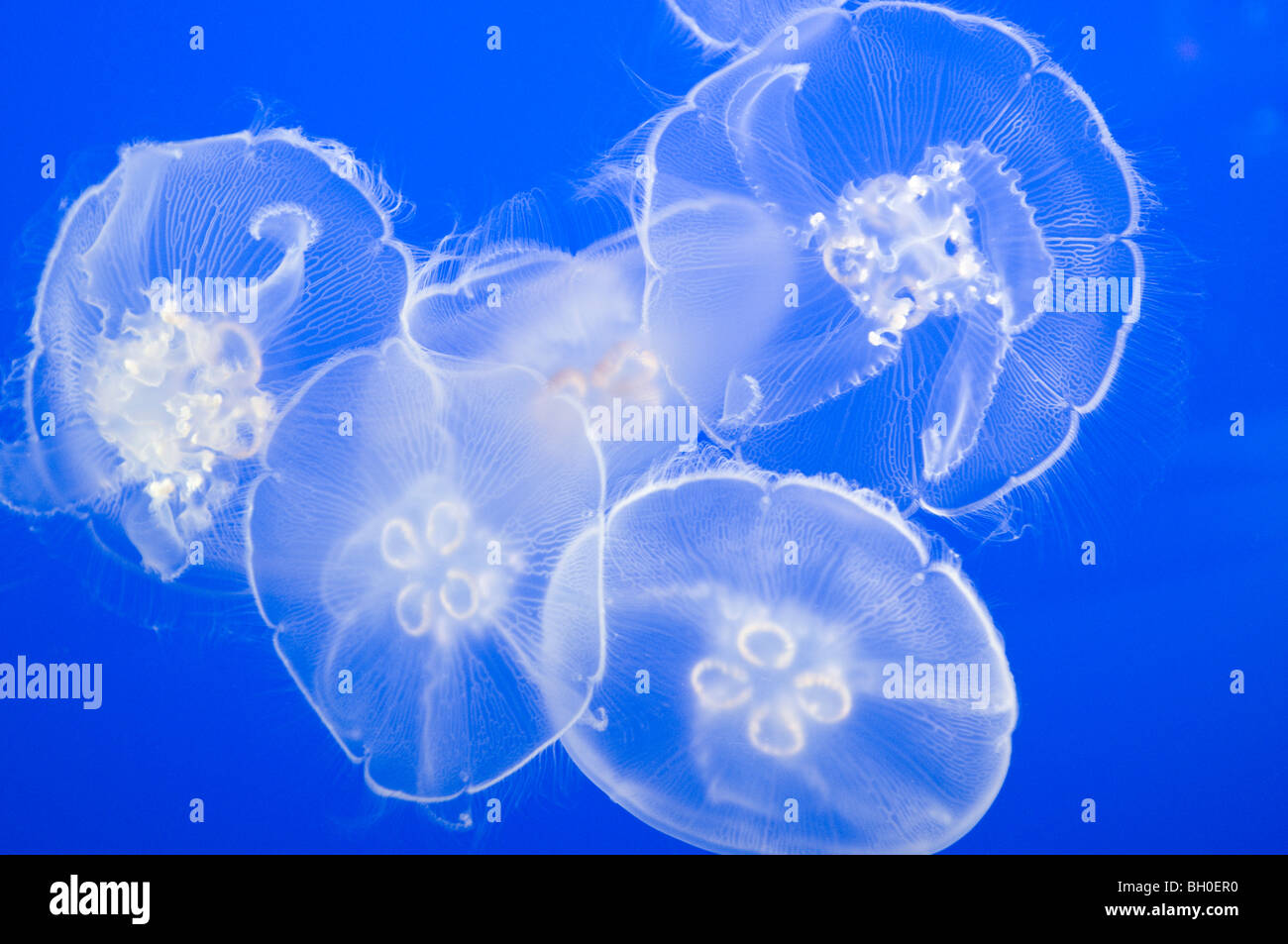 Close-up de méduse de lune Banque D'Images